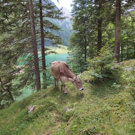 Alpstein - Appenzell - Säntis - Seealpsee - Trauerredner für die Beerdigung