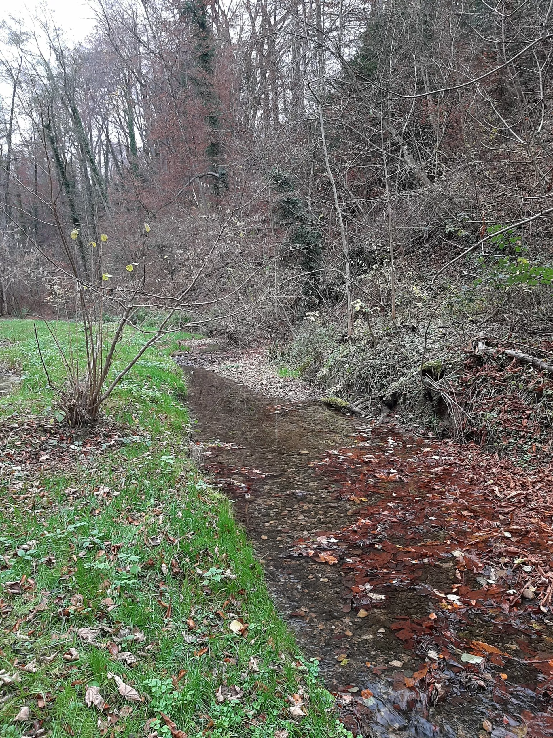 Asche verstreuen im Bachtobel - Feldmeilen Herrliberg - Trauerredner - Zen Meister Reding