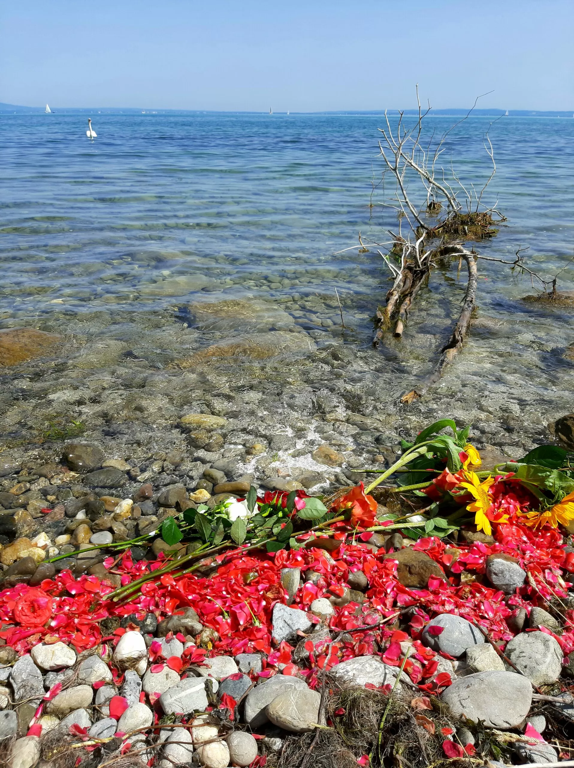 Bodensee Region - Asche verstreuen - Beerdigung mit Trauerredner - Zen Vater Meister Reding