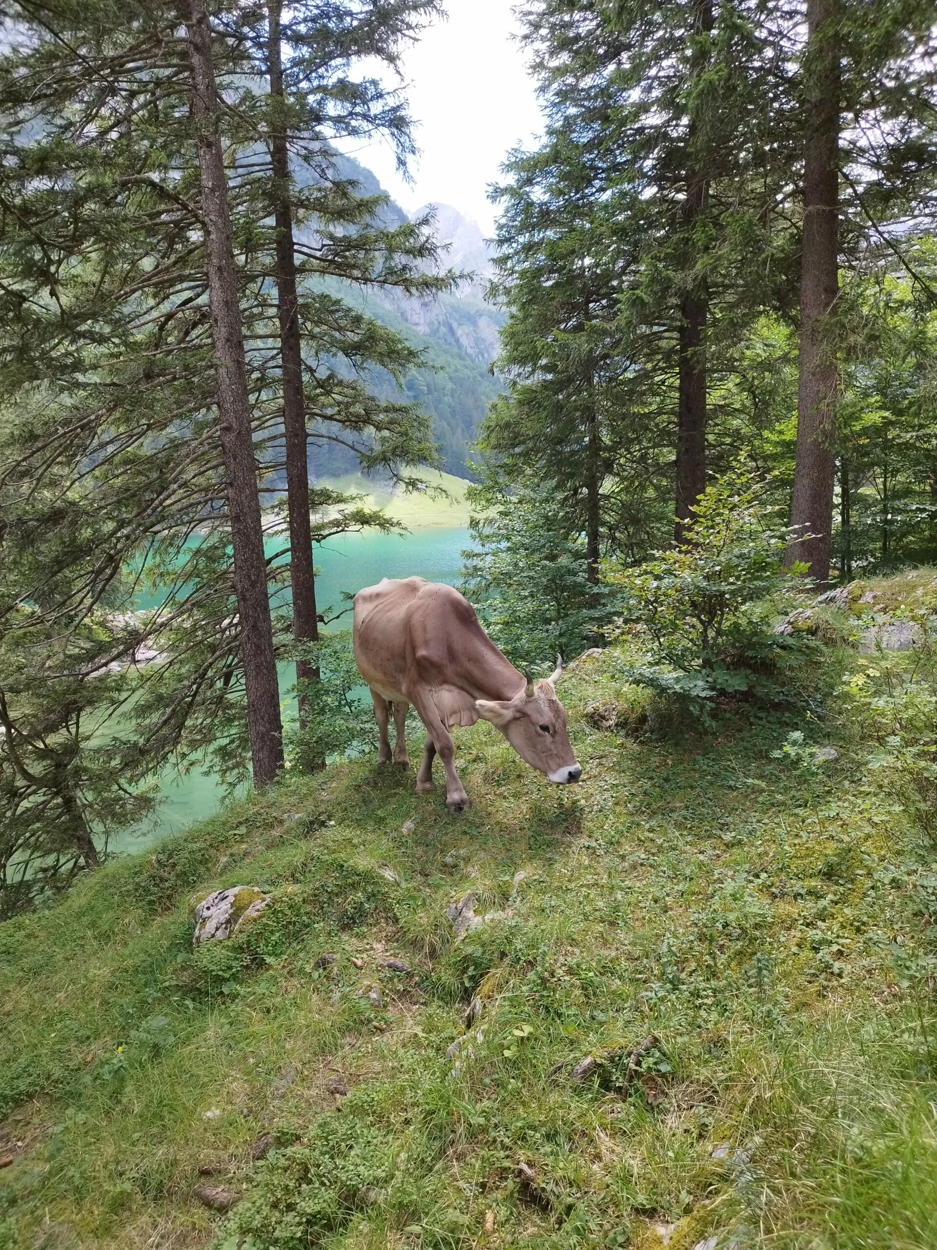 Alpstein - Appenzell - Säntis - Seealpsee - Trauerredner für die Beerdigung